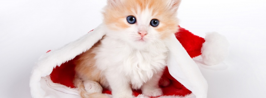 Cute Kitten In Santa Hat