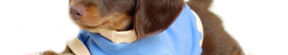 Cute Little Dog