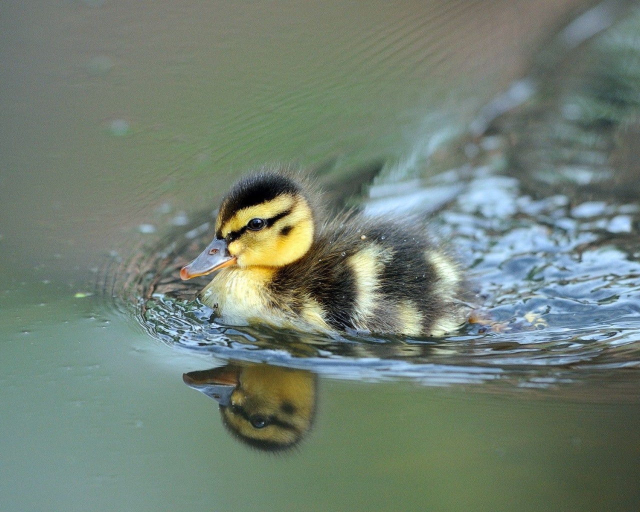 Cute Little Duck Swimming