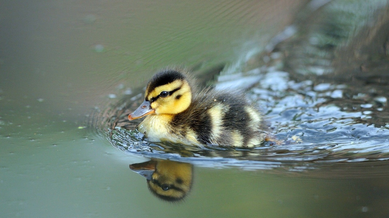 Cute Little Duck Swimming