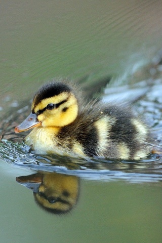 Cute Little Duck Swimming