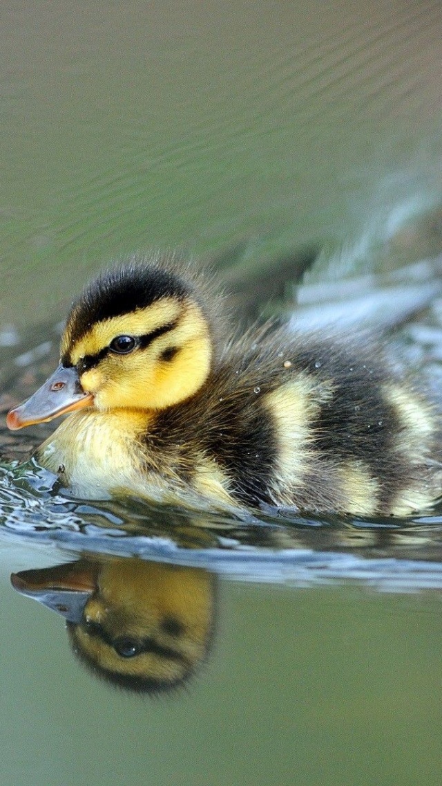 Cute Little Duck Swimming