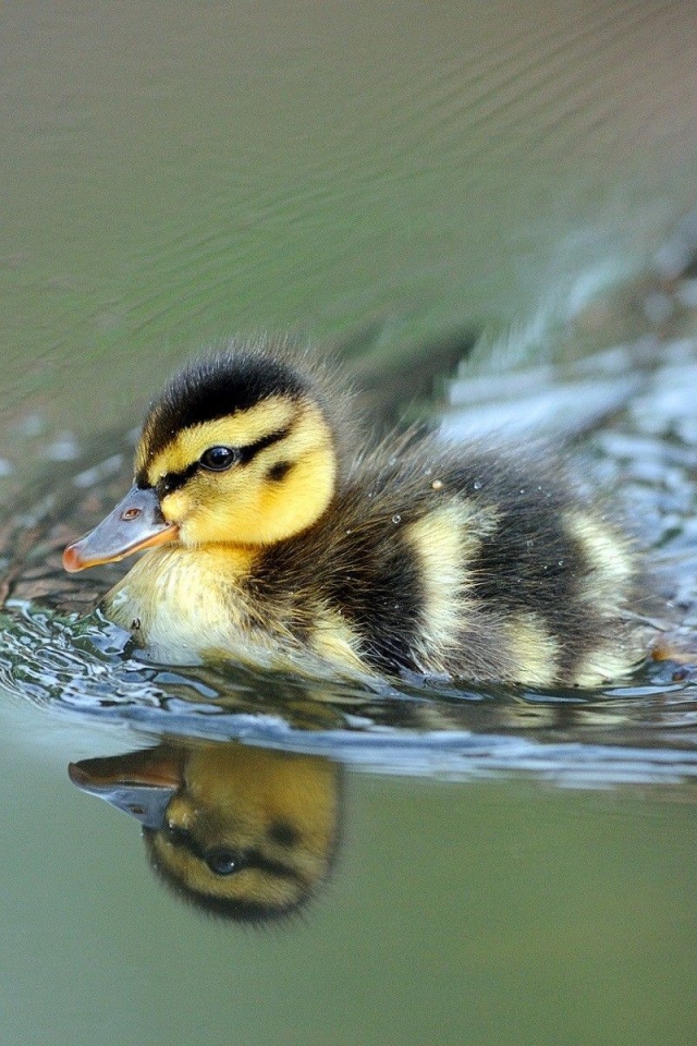 Cute Little Duck Swimming