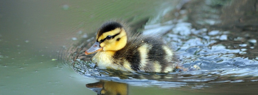 Cute Little Duck Swimming