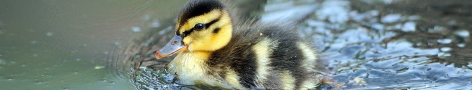 Cute Little Duck Swimming