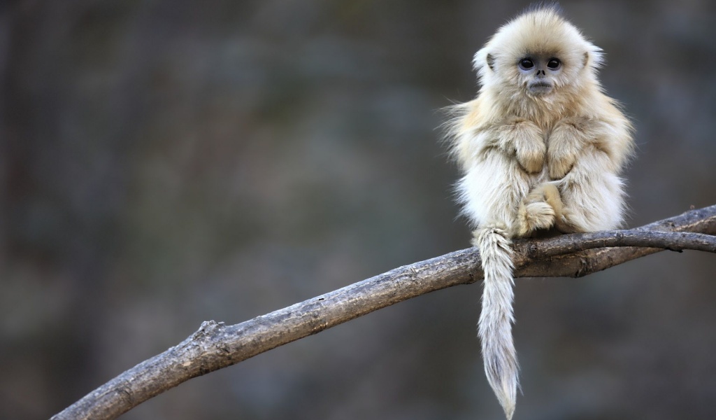 Cute Monkey Animal