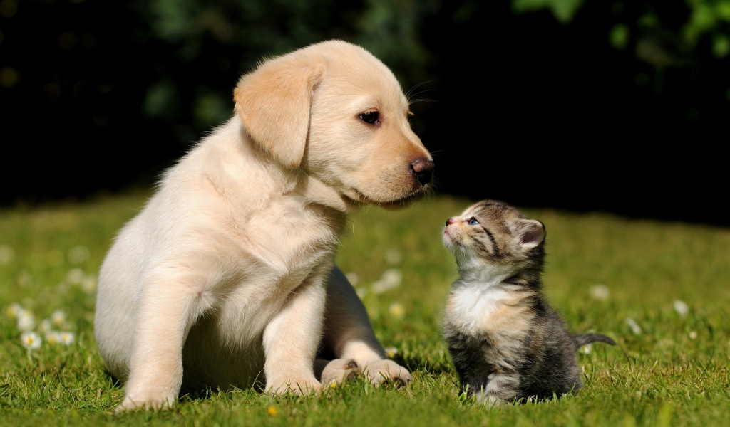 Cute Puppy And Kitten