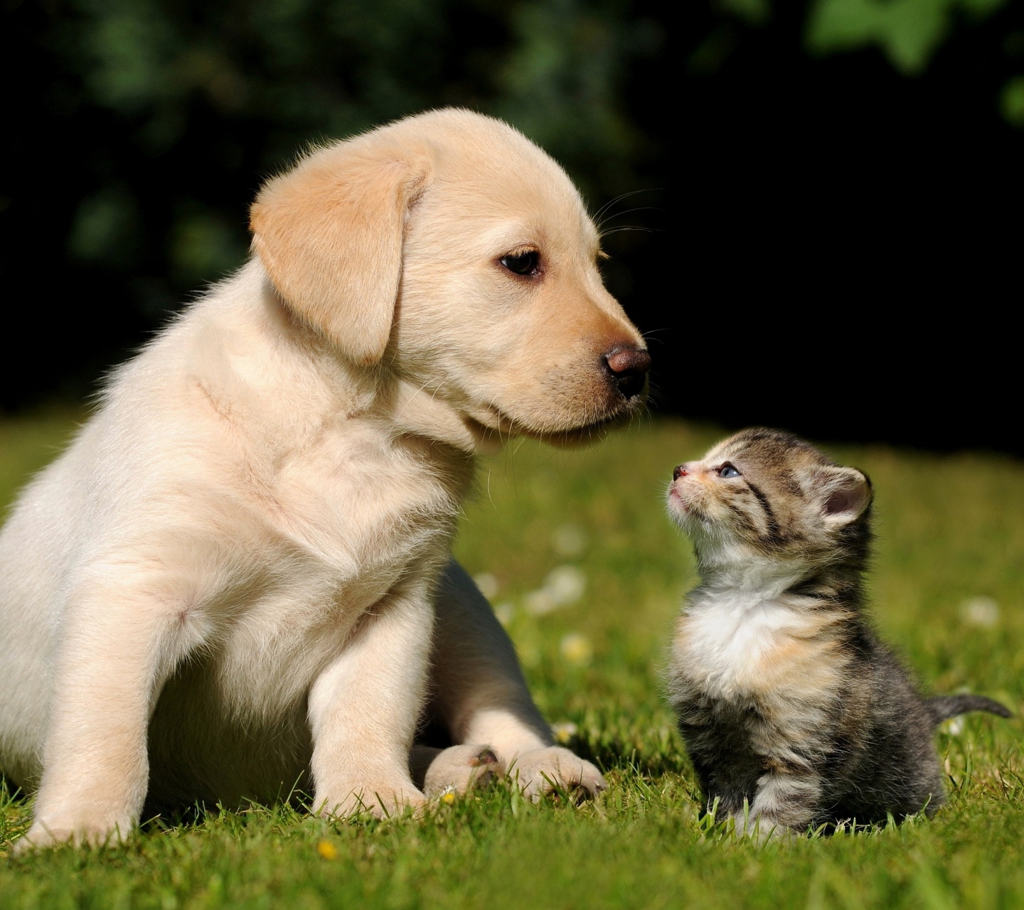 Cute Puppy And Kitten