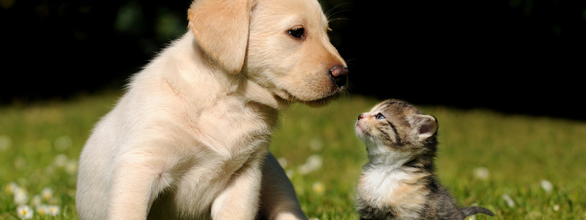 Cute Puppy And Kitten