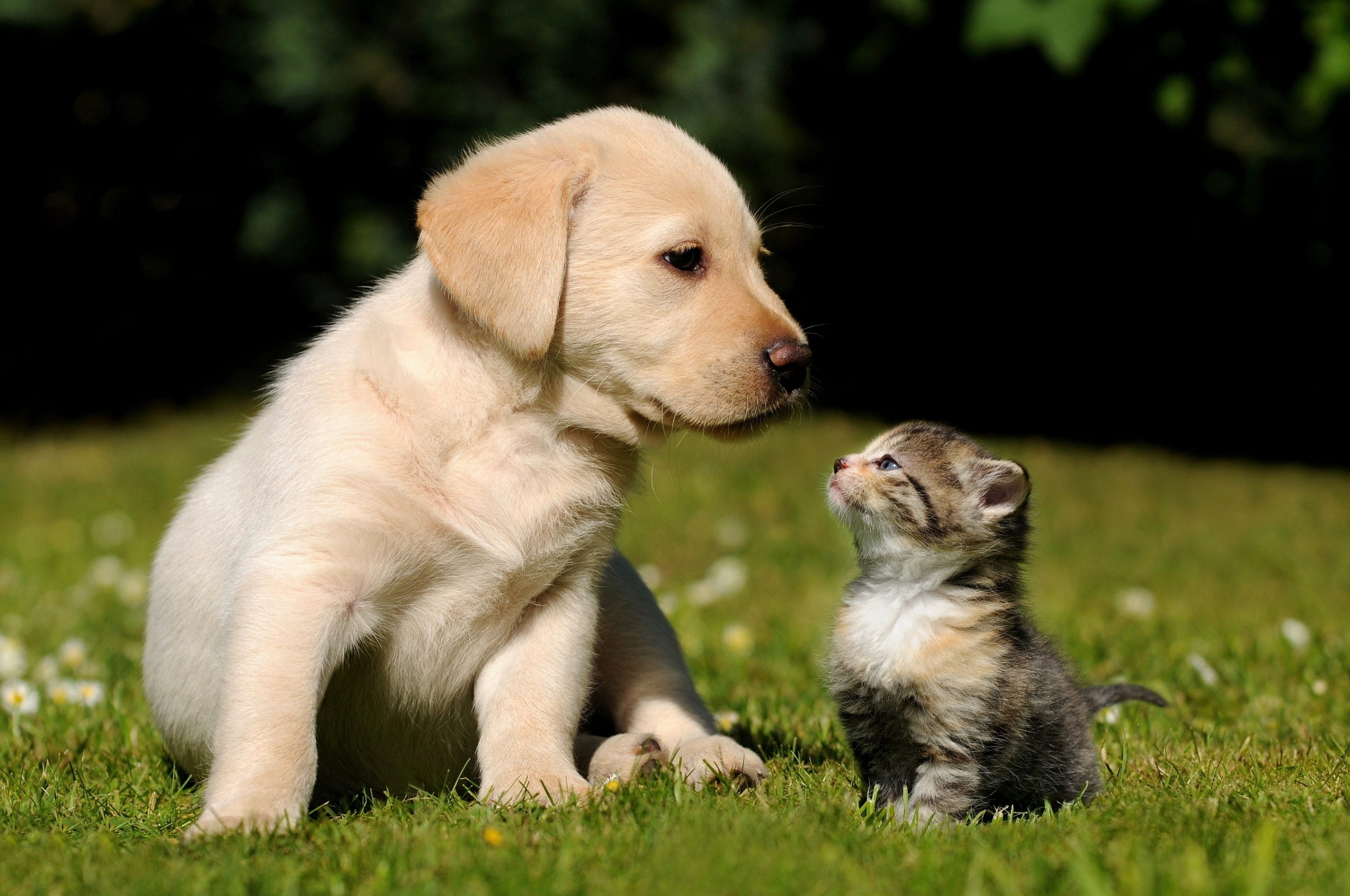 Cute Puppy And Kitten