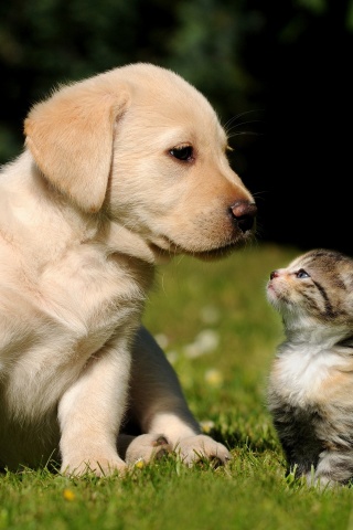 Cute Puppy And Kitten