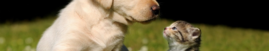 Cute Puppy And Kitten