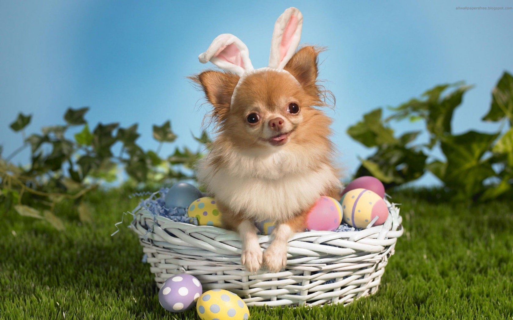 Cute Puppy Basket Egg