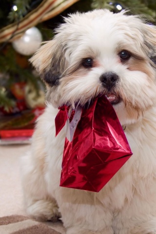 Cute Puppy With Present Gifts Christmas Tree