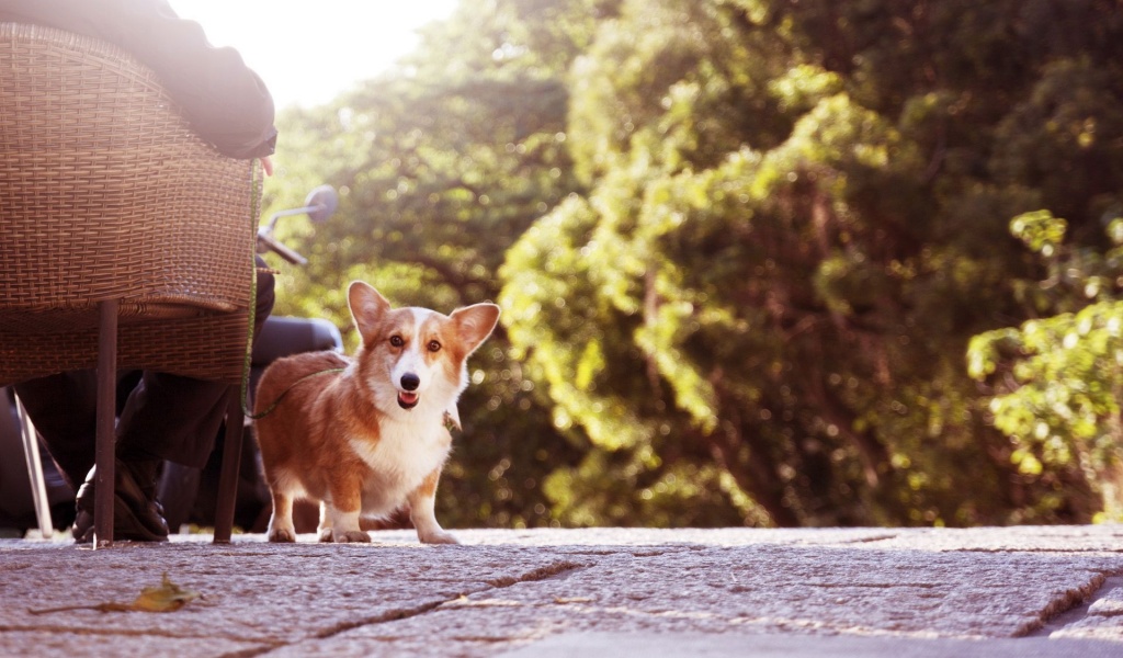 Cute Short Legged Dog Animal