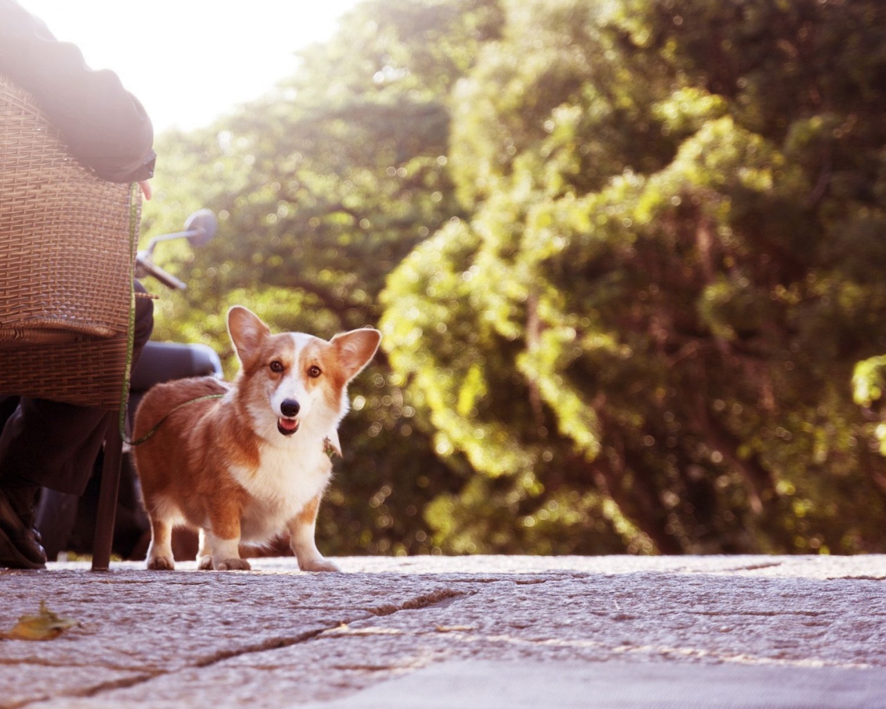 Cute Short Legged Dog Animal