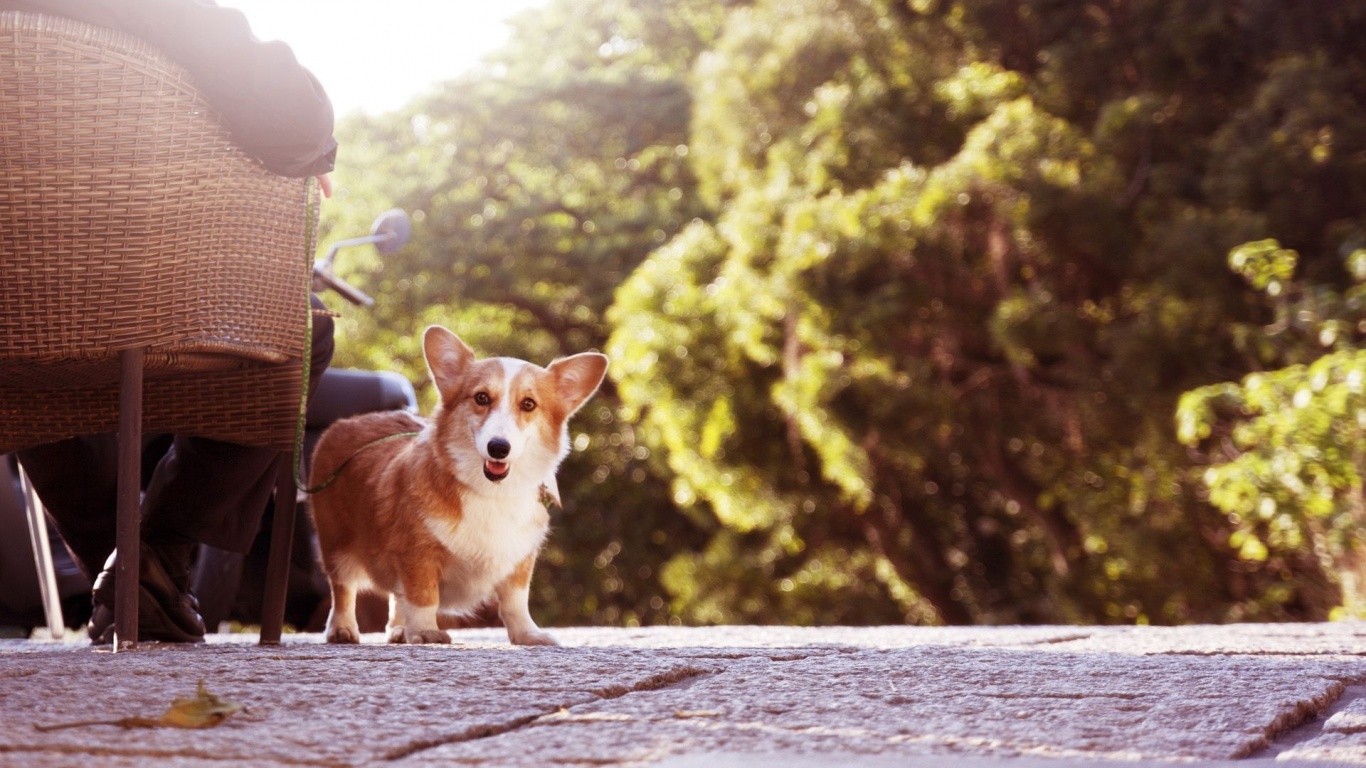 Cute Short Legged Dog Animal