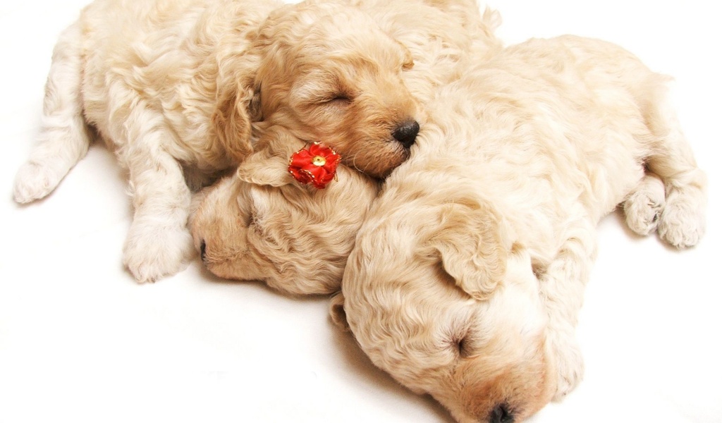 Cute Sleeping Puppies