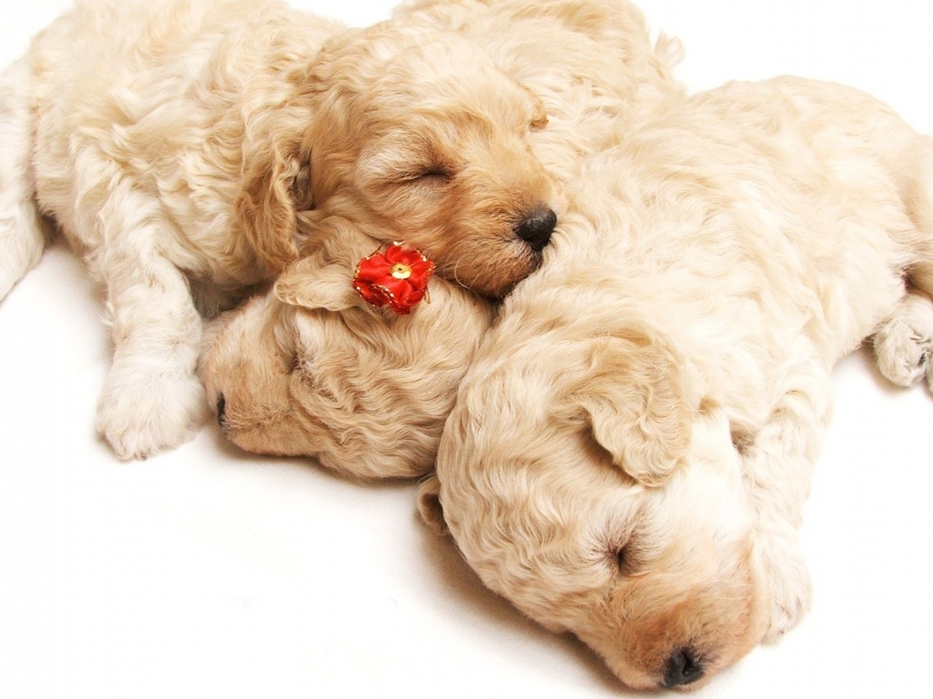 Cute Sleeping Puppies