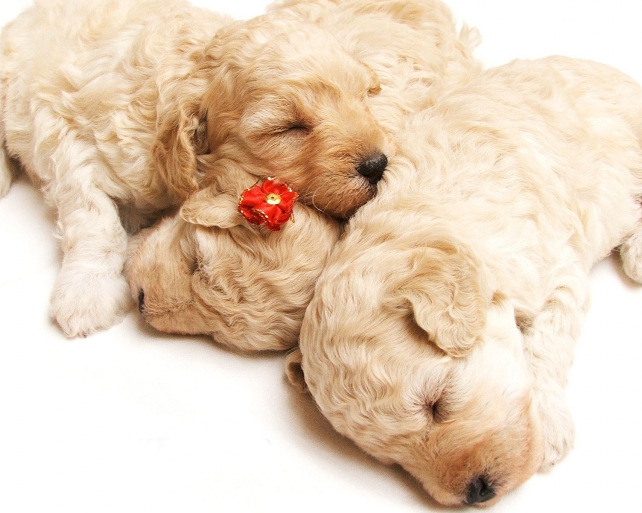 Cute Sleeping Puppies