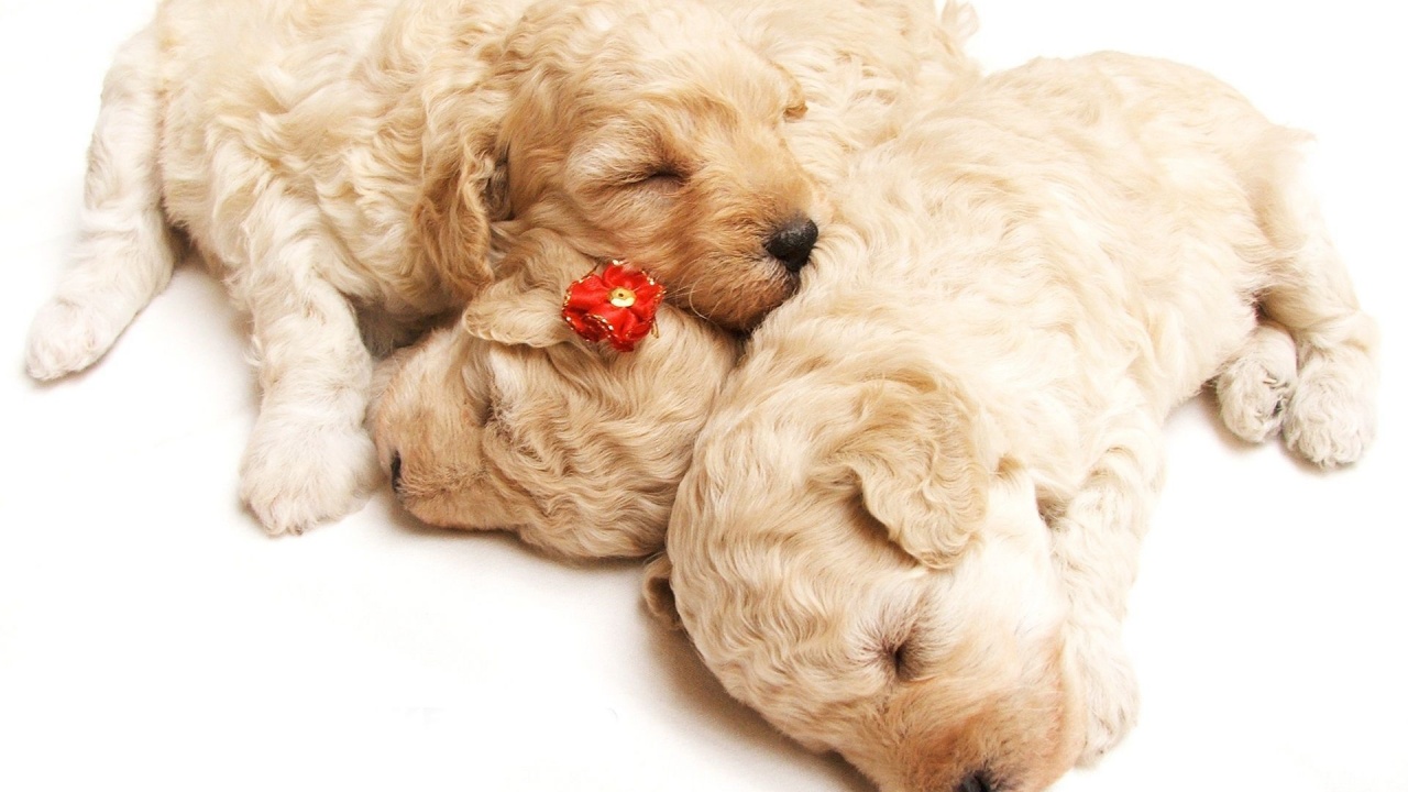 Cute Sleeping Puppies