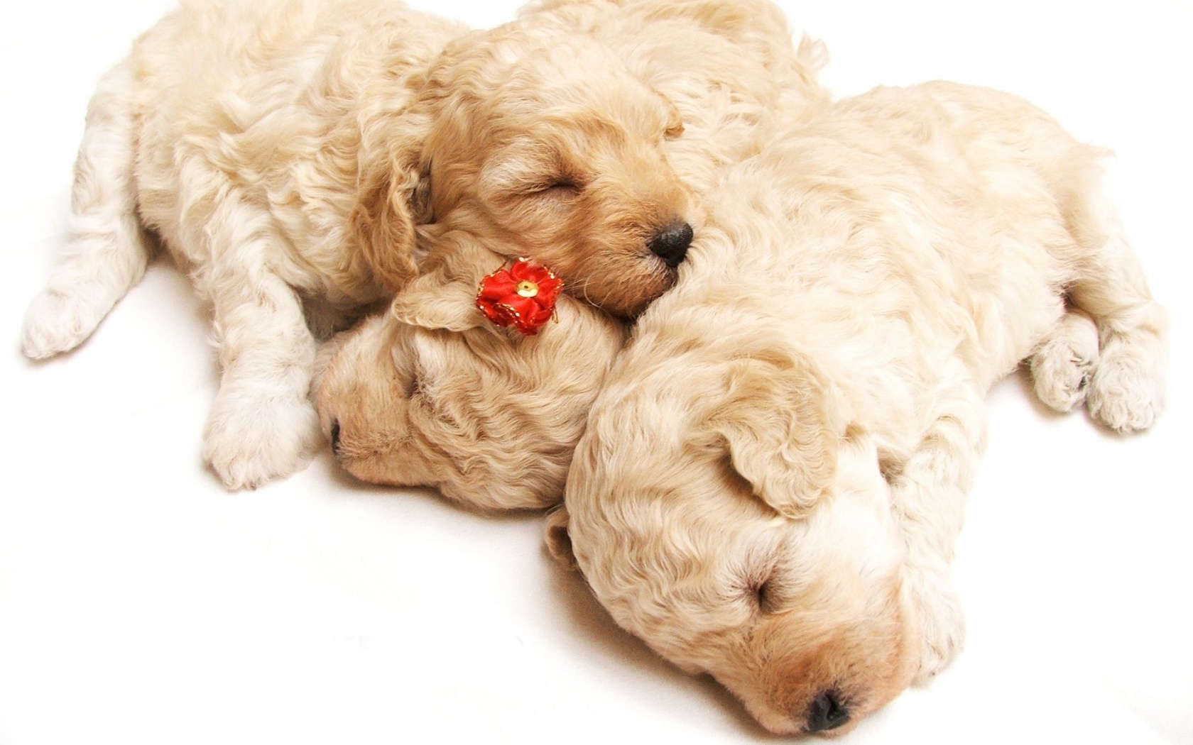 Cute Sleeping Puppies