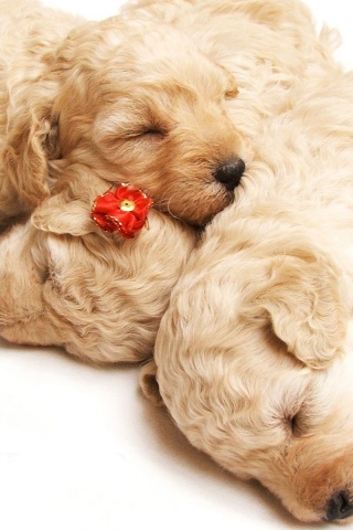 Cute Sleeping Puppies