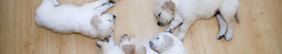 Cute Sleeping Puppies Animal Funny