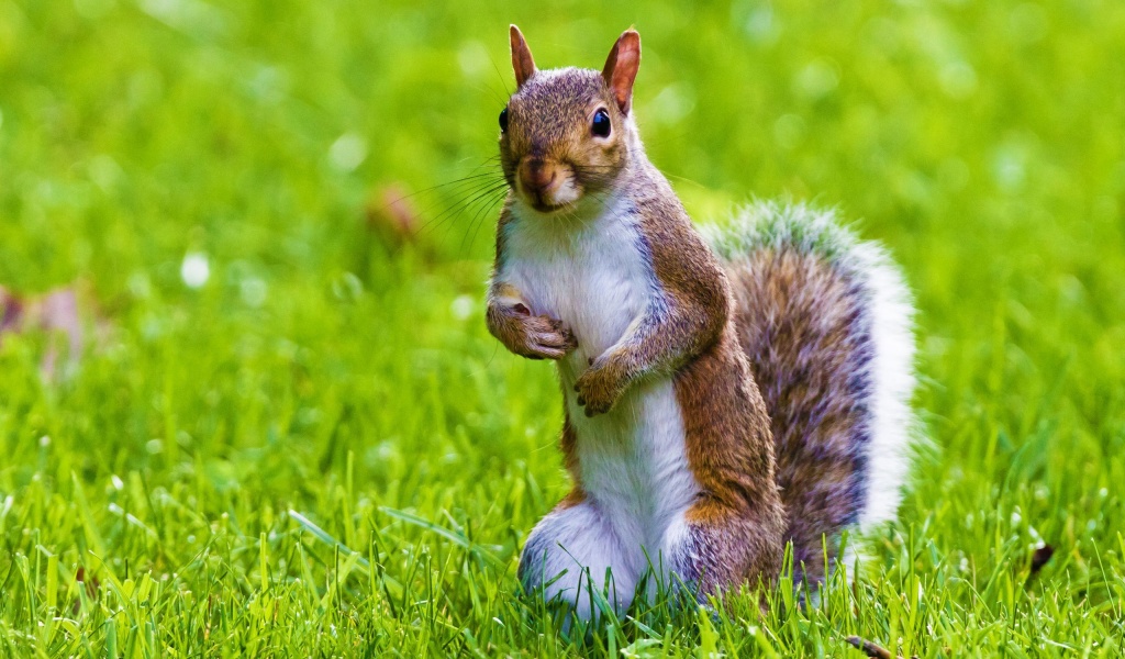 Cute Squirrel