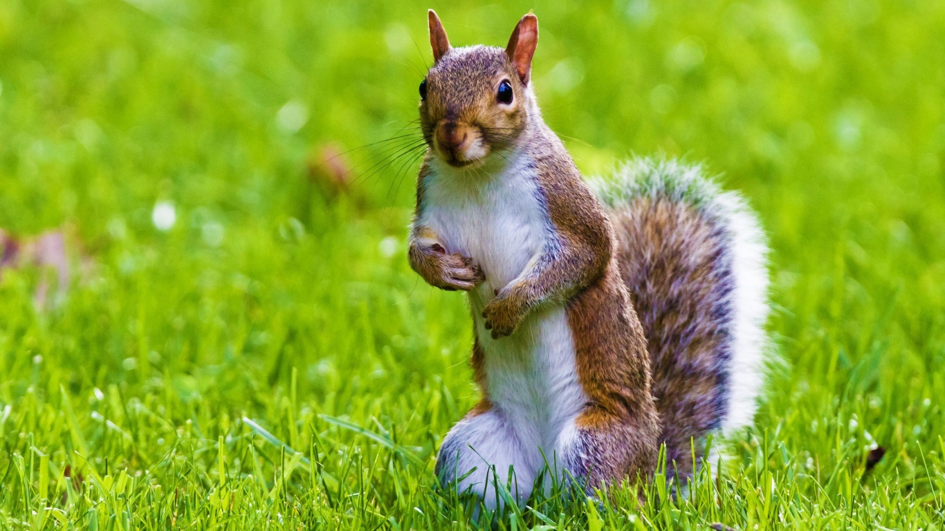 Cute Squirrel