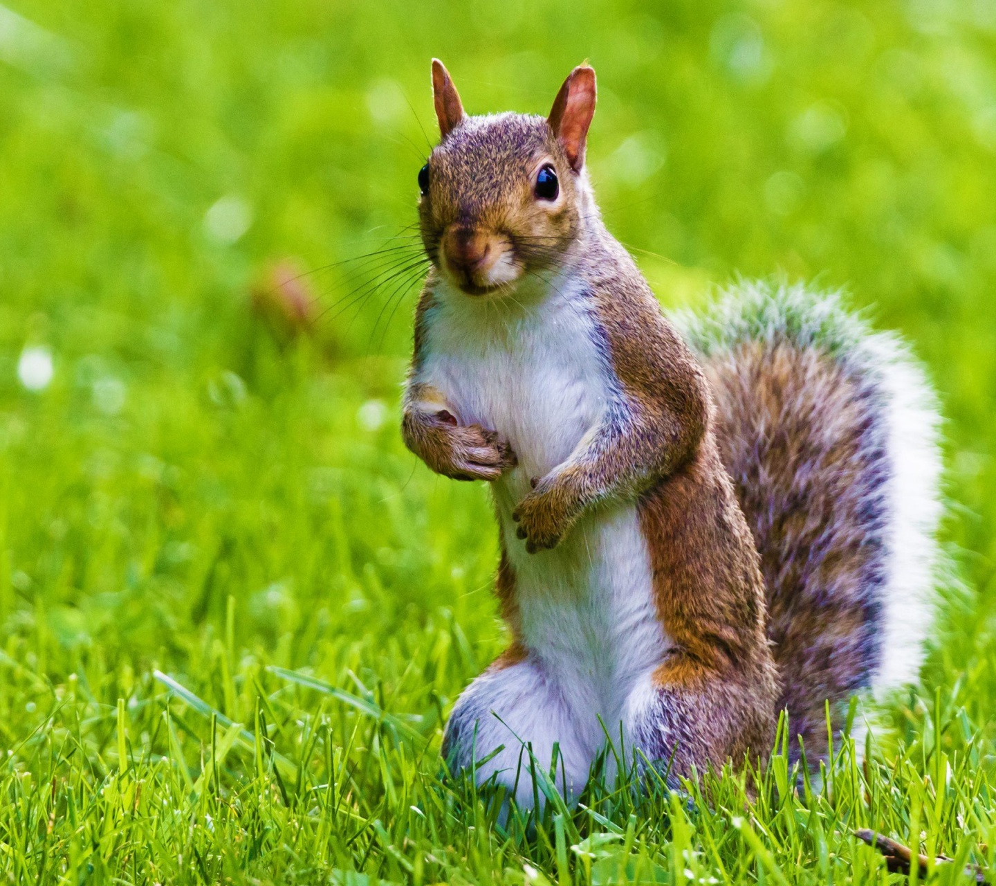 Cute Squirrel