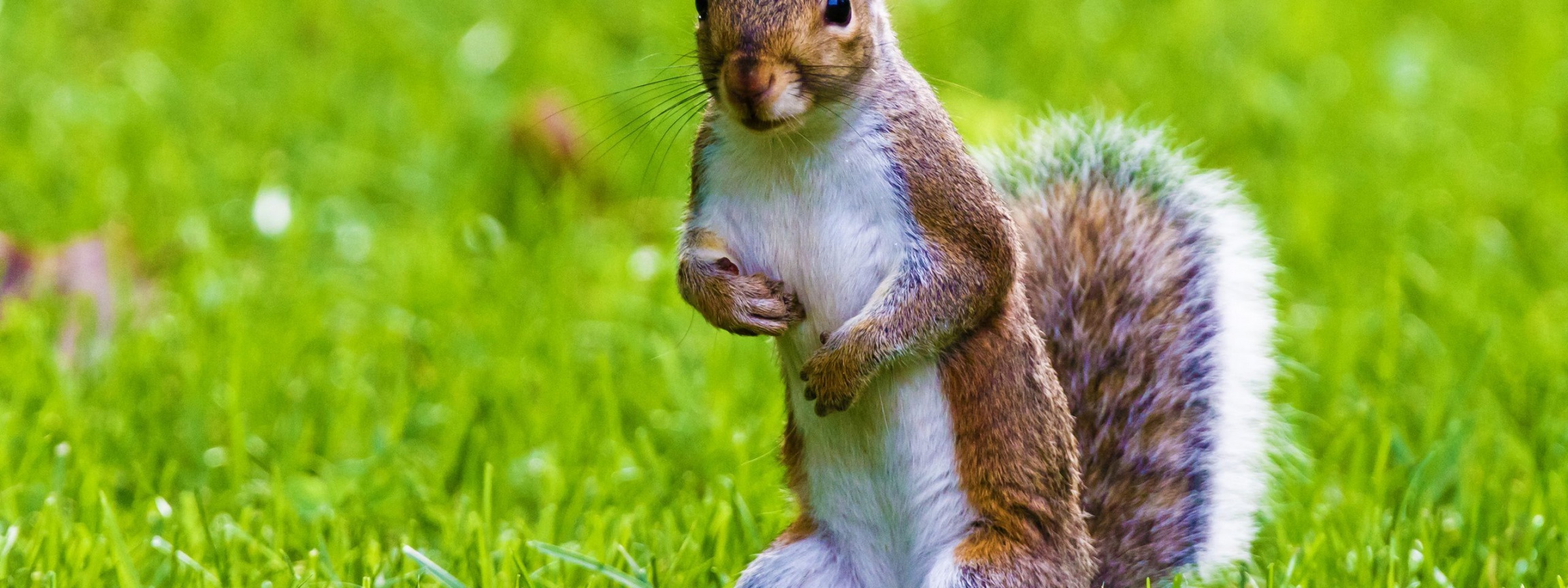 Cute Squirrel