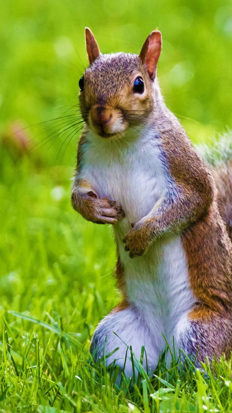 Cute Squirrel