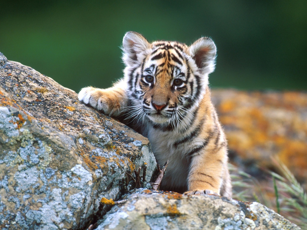 Cute Tiger