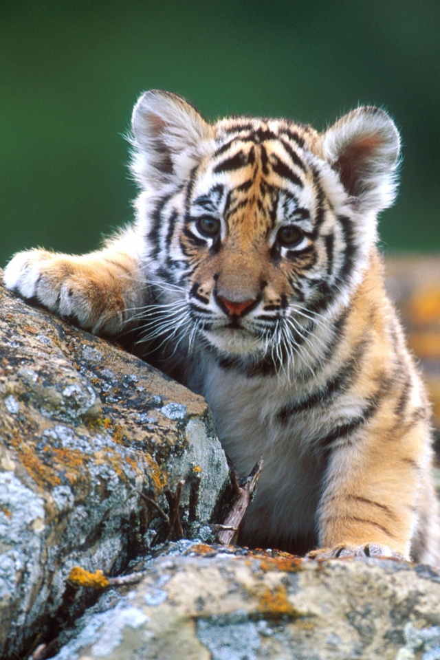 Cute Tiger