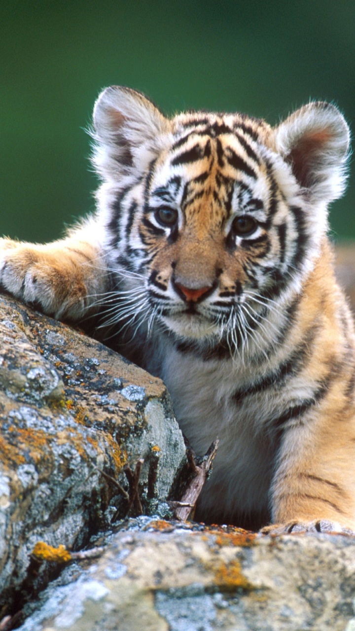 Cute Tiger