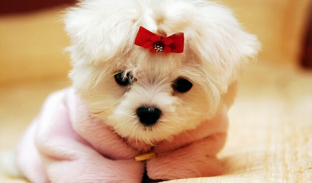 Cute White Puppy