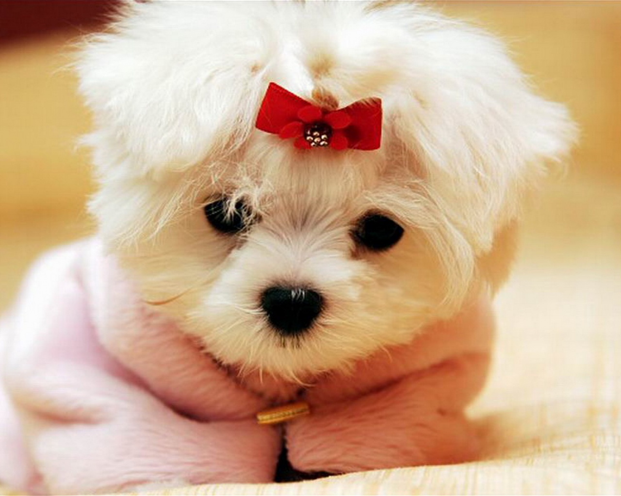 Cute White Puppy