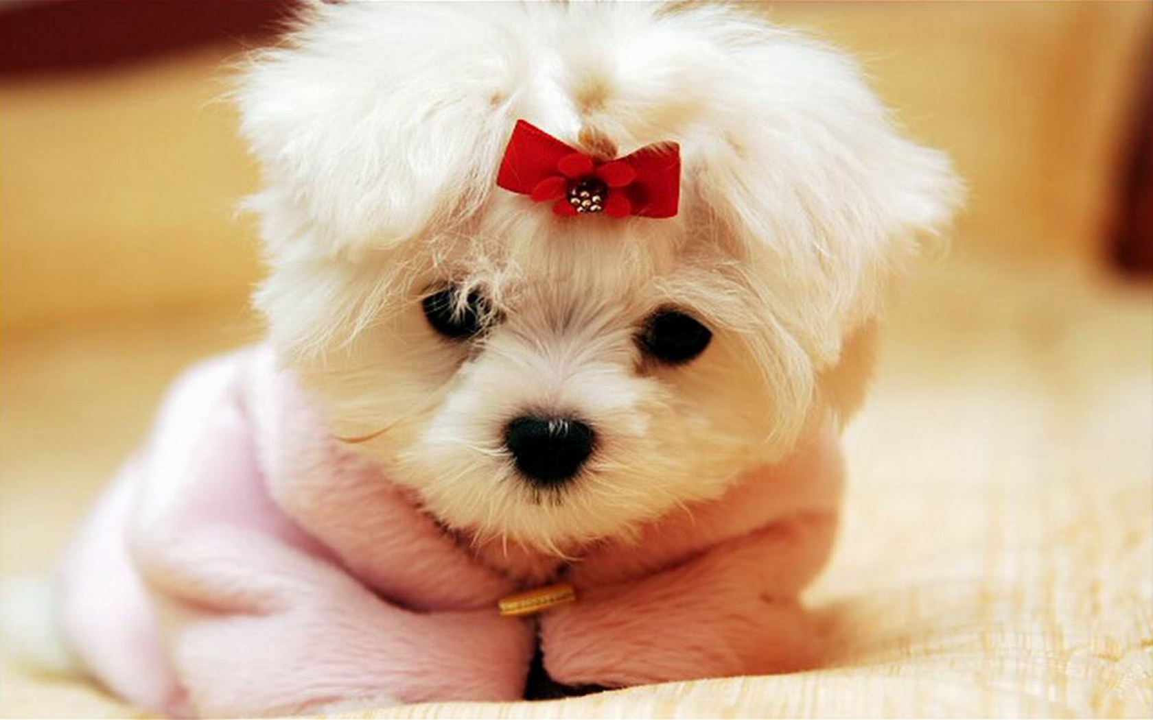 Cute White Puppy