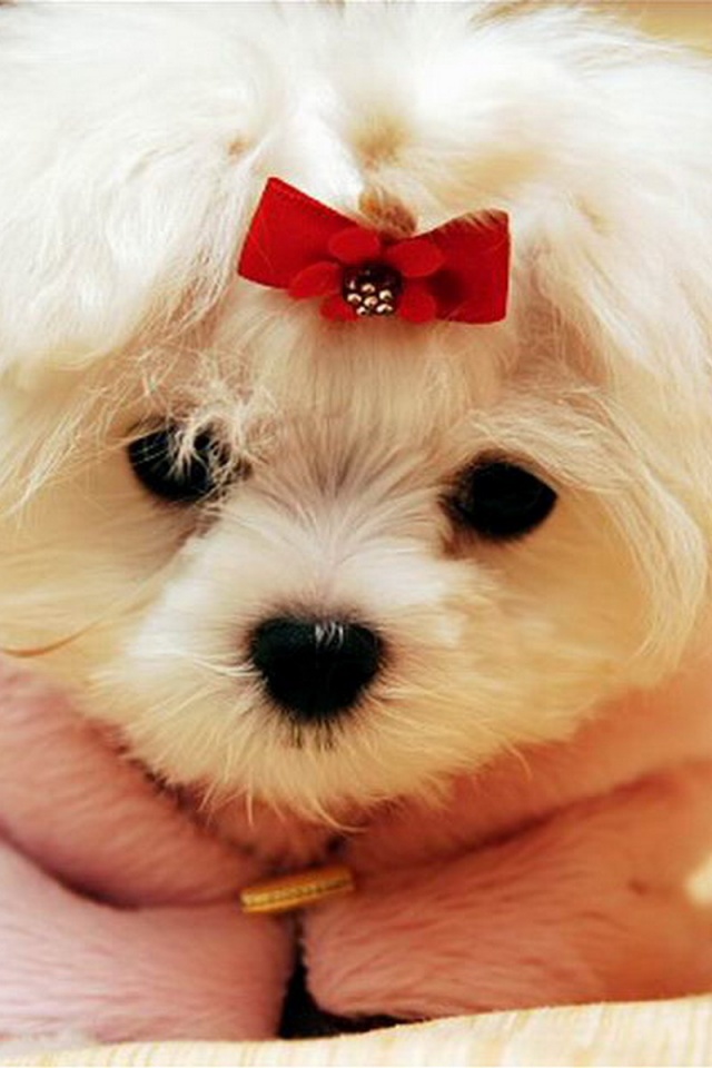 Cute White Puppy