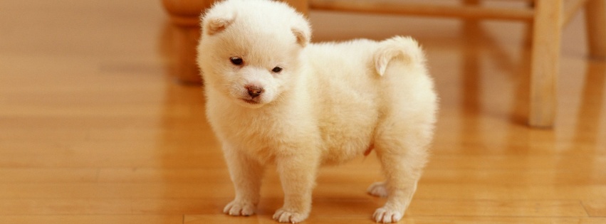 Cutest Puppy