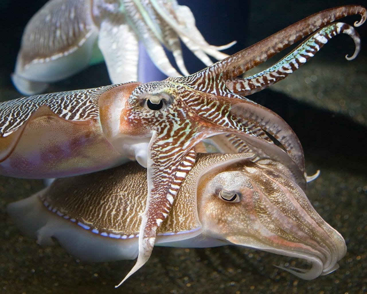 Cuttlefish