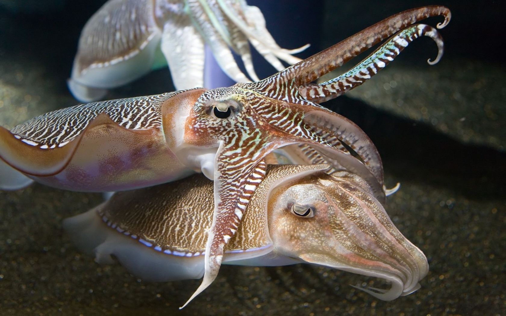 Cuttlefish