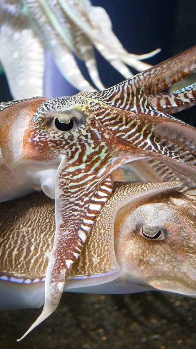 Cuttlefish