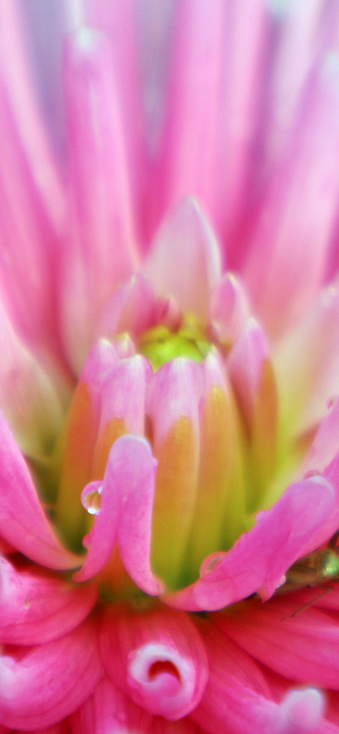 Dahlia With Raindrops