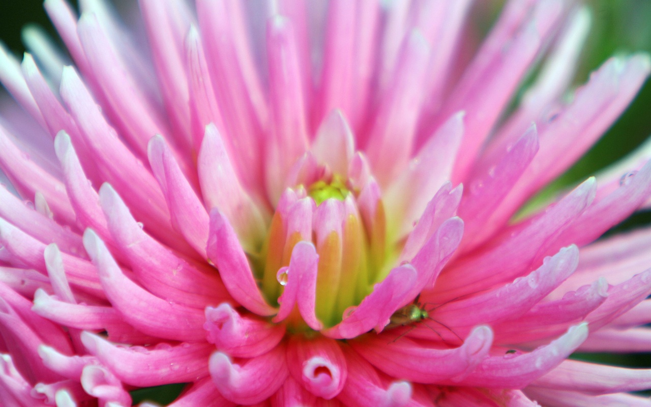 Dahlia With Raindrops