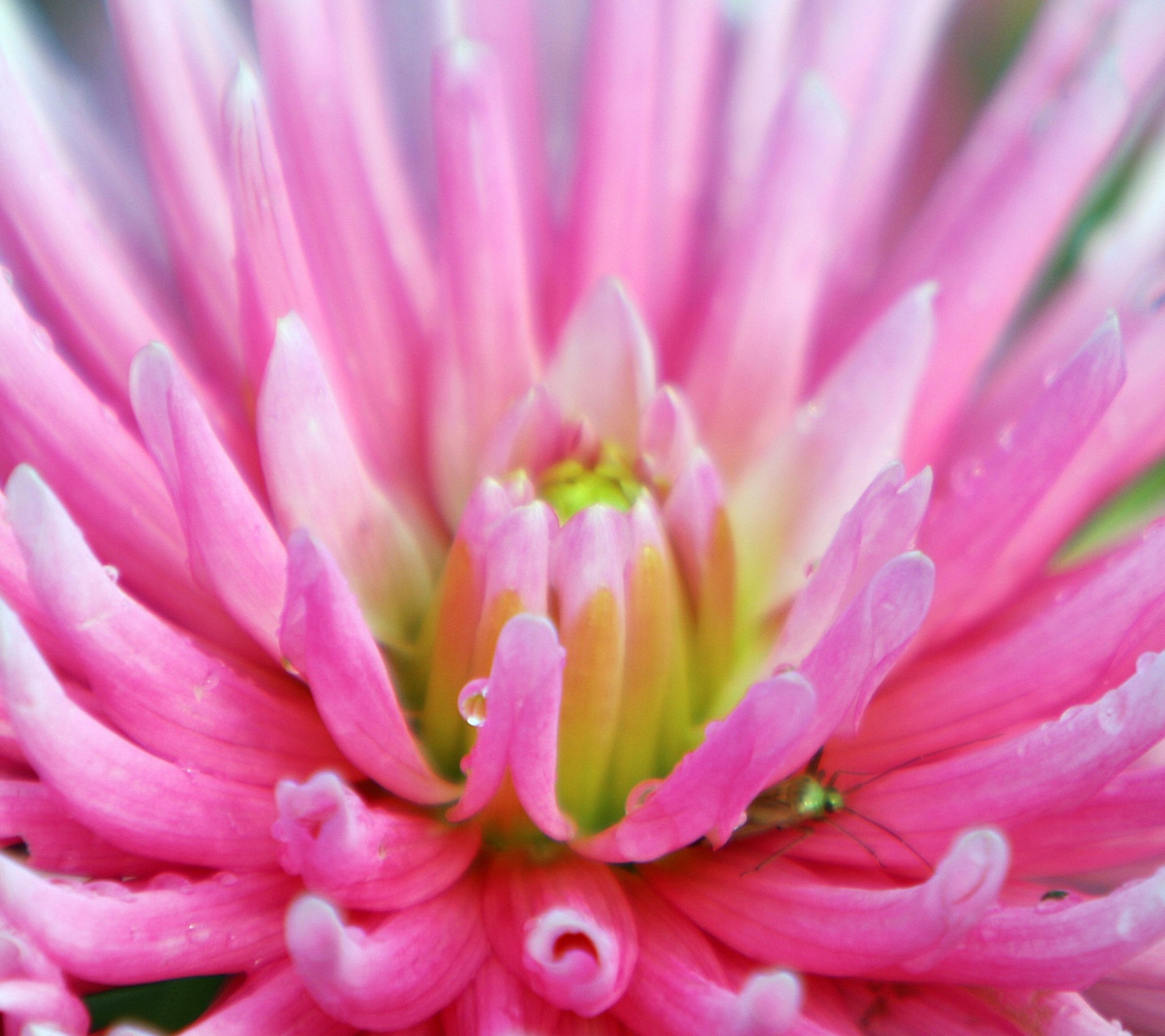 Dahlia With Raindrops