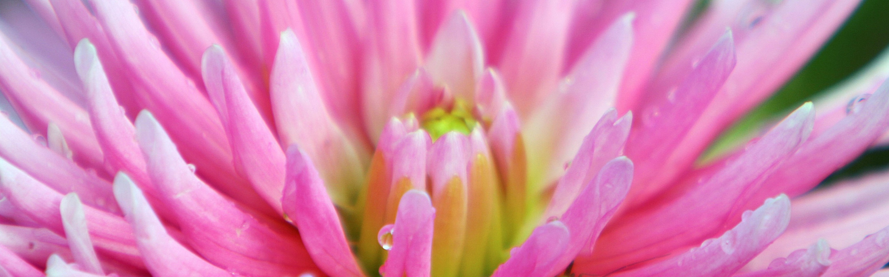 Dahlia With Raindrops