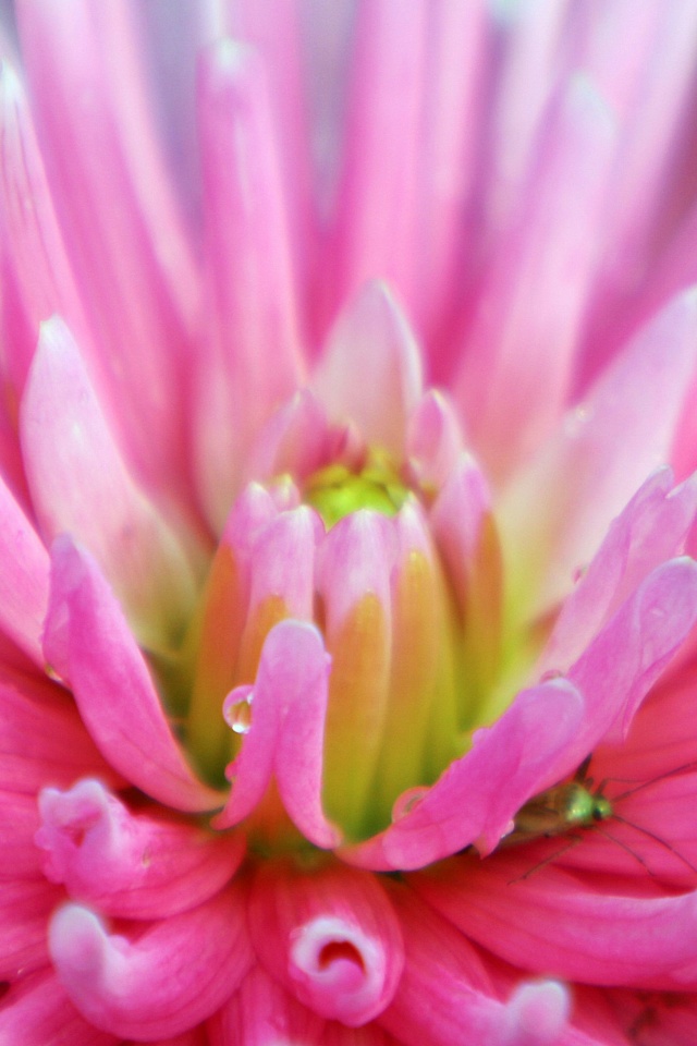 Dahlia With Raindrops