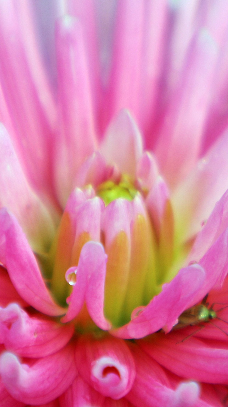 Dahlia With Raindrops